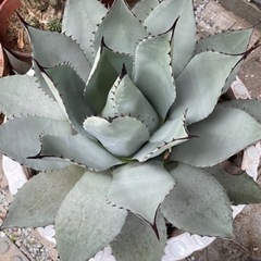(検討中)アガベ　吉祥冠　直径45cmくらい