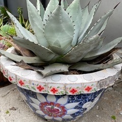 (検討中)アガベ　吉祥冠　直径45cmくらい