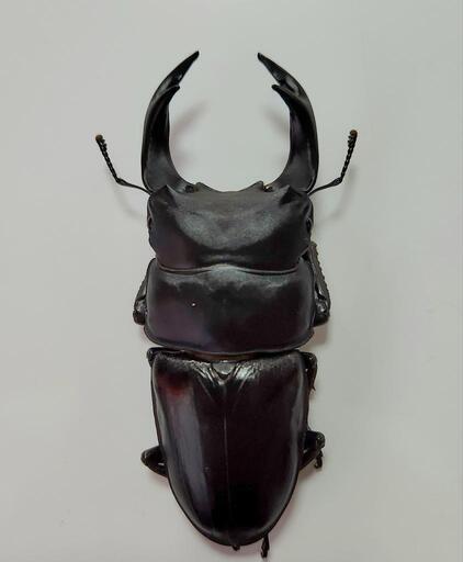 取引中 オオクワガタ5