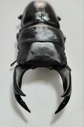 取引中 オオクワガタ