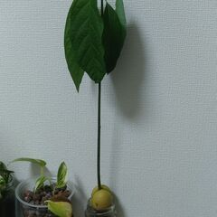 アボカド　植物