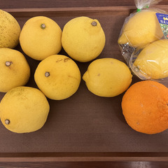 【お譲りします】レモン等柑橘類