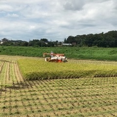 令和4年産　コシヒカリ30キロ玄米