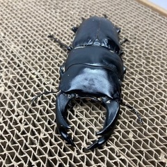 オオクワガタ81、50