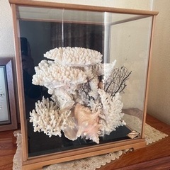 北海道の珊瑚の中古が安い！激安で譲ります・無料であげます｜ジモティー