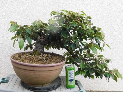 盆栽ツルグミ