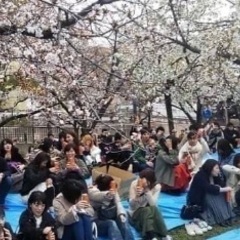 ３／２６(日)大阪 桜ノ宮の桜の木下で全員楽しめるお花見