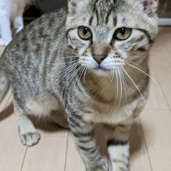 綺麗な毛色の丸顔仔猫 − 北海道