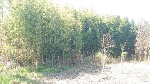 た✨』【直径2〜3センチ中心】釣り竿や物干し竿 野菜の支柱 垣根に