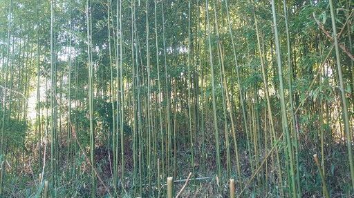 た✨』【直径２〜３センチ中心】釣り竿や物干し竿 野菜の支柱 垣根に最適な 竹 たけ タケ ☆一本の価格