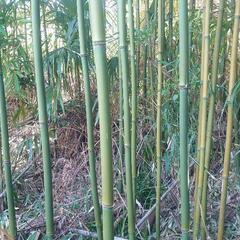 　竹　たけ　タケ ▶伐採して持っていけます❗
