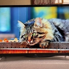 売約済]TCL 32v型 android TV 2022年製 32S518K 稼働僅少 YouTube 