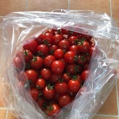 お取引中🫧③ミニトマト🍅2キロ¥500 朝採れ☀️新鮮です✨