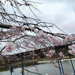 千葉公園で平日早朝ジョギングしませんか