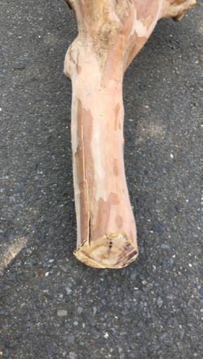 流木 ではなく ただ生えてたやつ切ったさるすべり？です