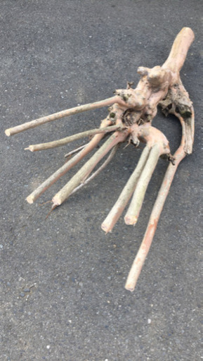 流木 ではなく ただ生えてたやつ切ったさるすべり？です 流木 ではなく ただ生えてたやつ切ったさるすべり？です