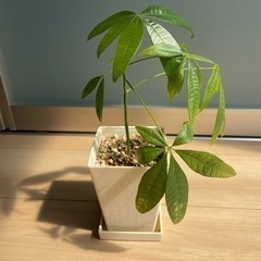 【決まりました】観葉植物　パキラ