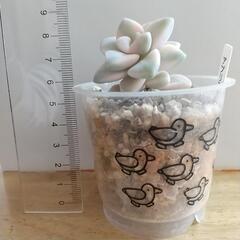 ⑥多肉植物 アプリコット錦