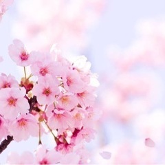 桜撮影&交流会