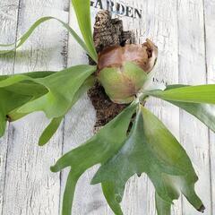 引き渡し者決定)天然石 クォーツストーン アルビノピンク＆ブラック 外