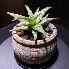 【観葉植物】アロエダップルグリーン