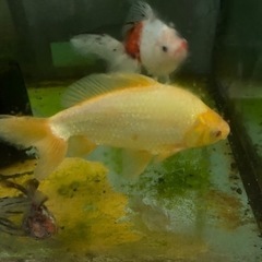 金魚ジャンボオランダ　白系