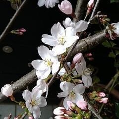 桜の枝（良かったらスモーク用フライパンもどうぞ(^^♪）
