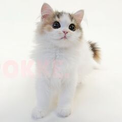 【飼い主様決定】ペルシャ（メス）（11月27日生まれ）モデル猫飼...