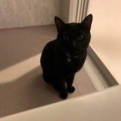 スリゴロ黒猫