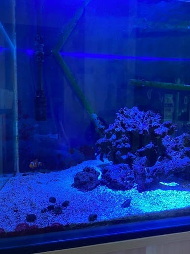 ★決まりました★ 海水魚　90センチ水槽　一式