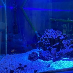 ★決まりました★ 海水魚　90センチ水槽　一式  