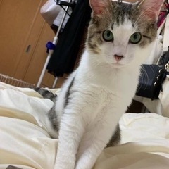 推定6ヶ月😺キジ白の男の子　