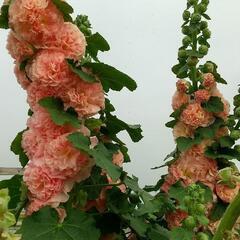 ✨八重咲きホリホック(タチアオイ)サーモンピンクの種 30…