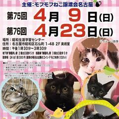 4/23(日)　猫の譲渡会　in　名古屋市昭和生涯学習セン…