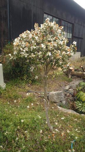 【移植は今です！】カメリア・グライシー\n\nCamellia grijsiiは、ツバキ科の植物の一種
