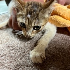 猫(メス・生後3ヶ月くらい)【里親候補者様とお話進行中】の画像