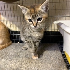 🌸🍓　キジの女の子　🍓🌸じょう − 大分県