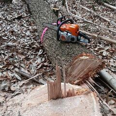 木の切り倒し、伐採、枝落とし手伝います