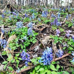 旭川野草クラブ