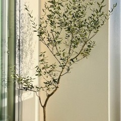 観葉植物オリーブの木 コロネイキ190cm