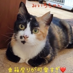 穏やかで優しい三毛猫【譲渡会参加】 - 福岡市
