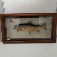 ブラウントラウト剥製 インテリア 釣り 魚（A403）