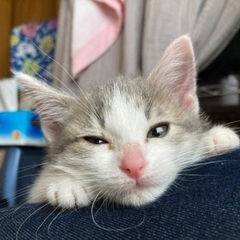 グレー、白しま子猫 − 愛知県