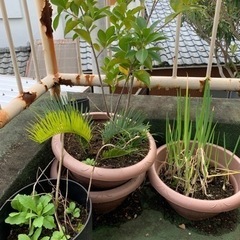 植物、植木