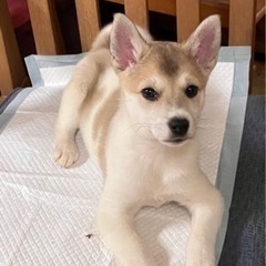 🐕3ヶ月のメス保護子犬🐕里親さん募集‼️