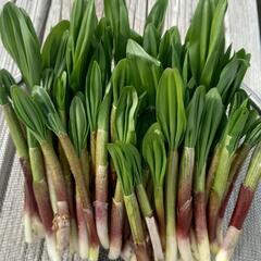 天然行者にんにく6キログルメサイズ2割多少開いたの4割半分