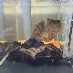 キンペコ20匹セット