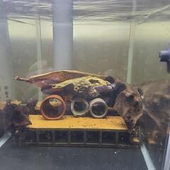 キンペコ20匹セット