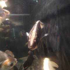 ダトニオ[引き取り限定]