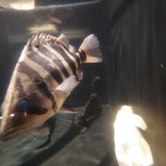 ダトニオ[引き取り限定]